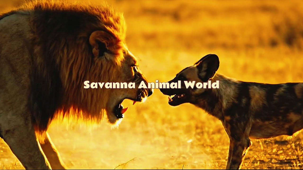 African Savanna Predators and Prey: A Never-Ending Battle for Survival