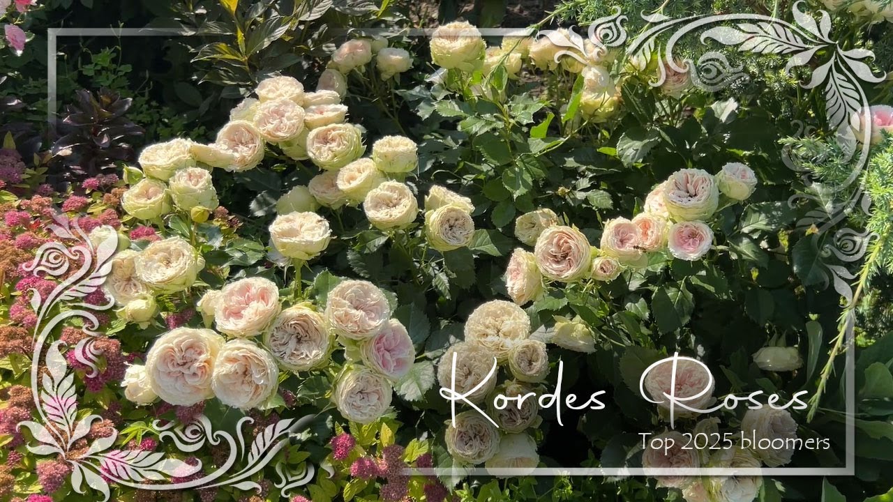 Kordes Roses: представляем лучшие сорта 2025 года! &bull; Французские садовые розы
