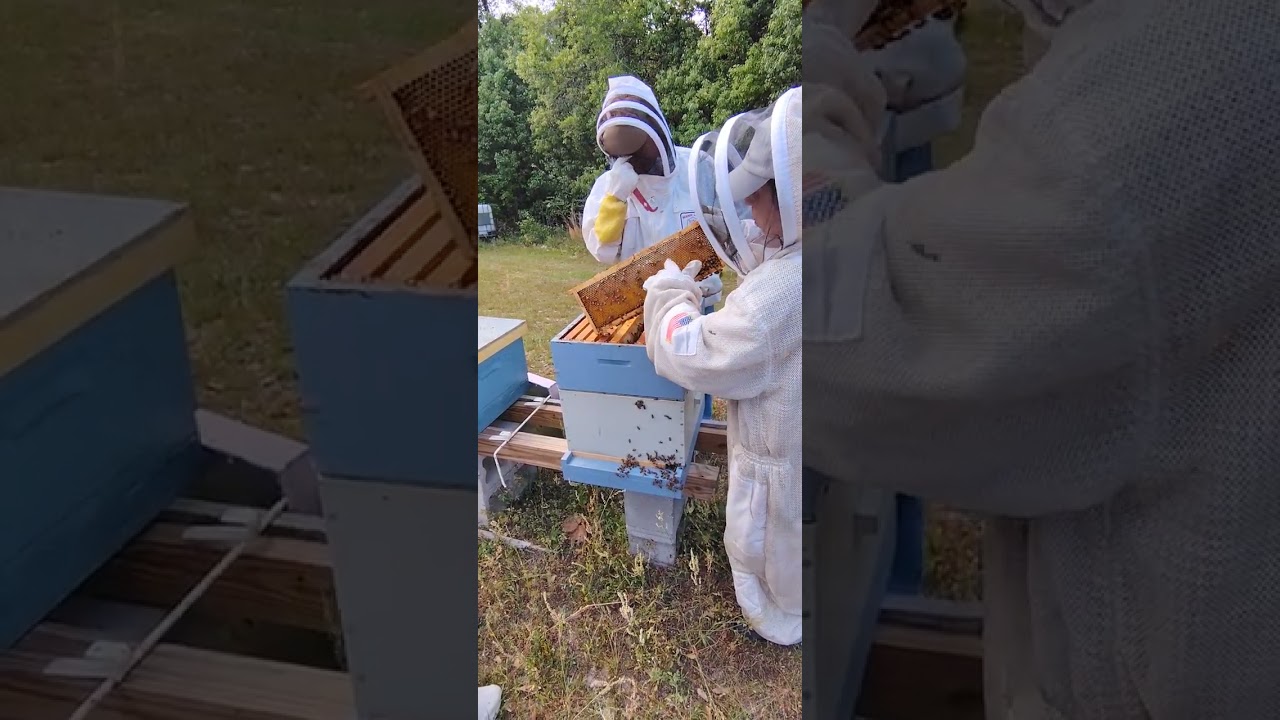 Natural Beekeeping Principals and Practices for the Backyard Apiary