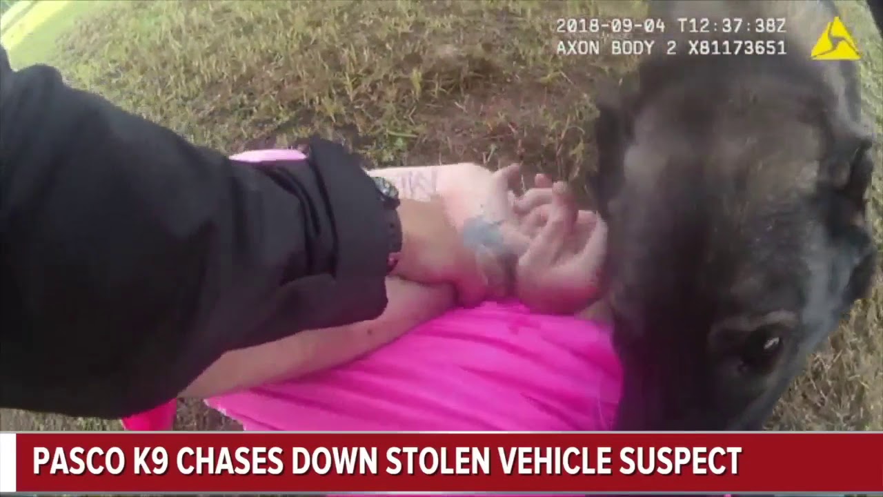 Body cam video shows Pasco K9 chasing down stolen vehicle suspect