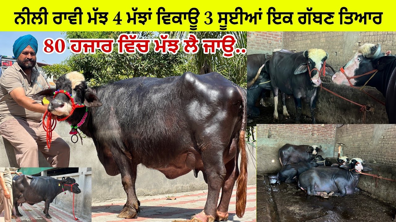 ਹਰਵੇਲ ਕੋਲ 4 ਮੱਝਾਂ ਝੋਟੀਆਂ ਵਿਕਾਊ ਸੂਈਆਂ/ ਇਕ ਗੱਬਣ ਤਿਆਰ/ ਨੀਲੀ ਰਾਵੀ ਕੱਟੀ ਵੇਖੋ ਨਵੀ Entrey/ patti/tarntran 