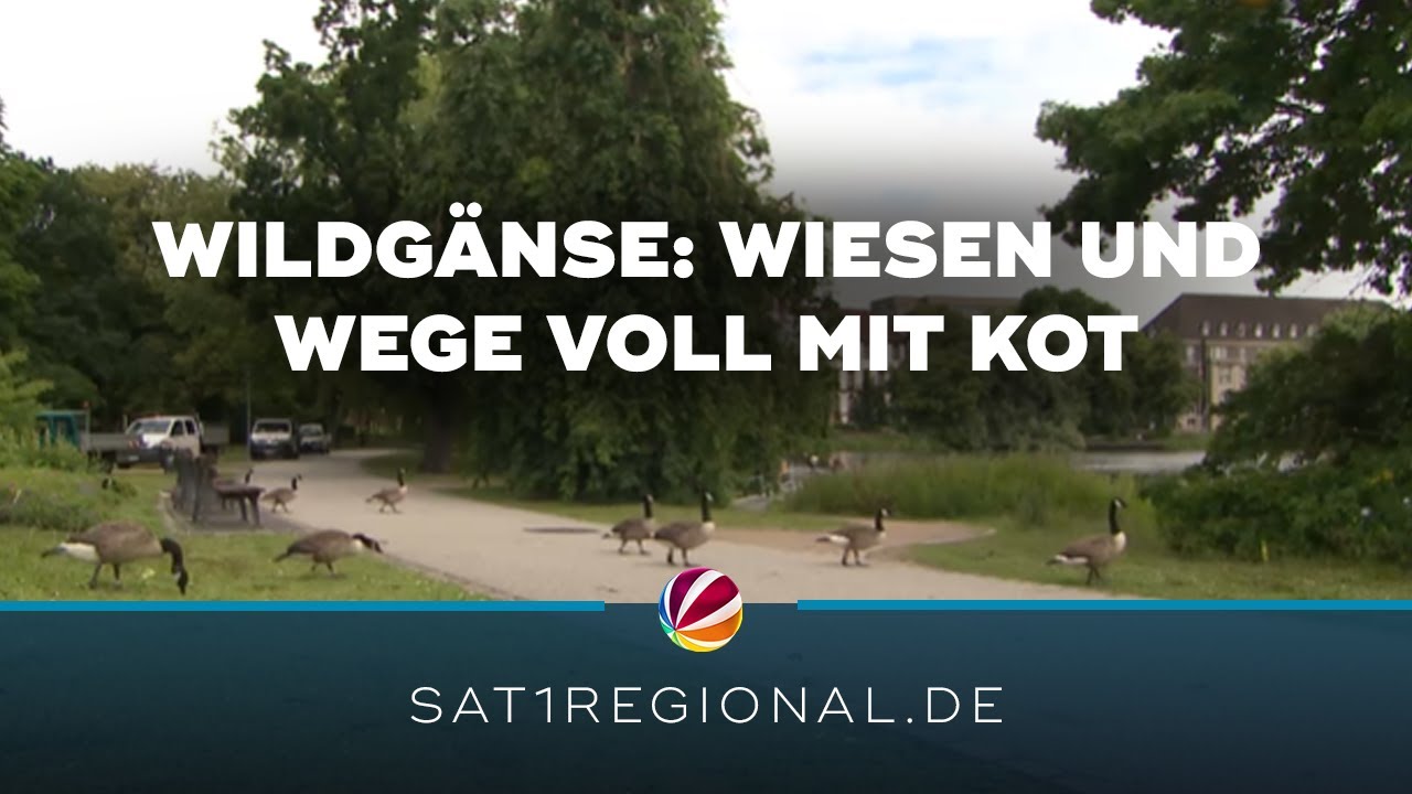 Kanadische Wildgänse: Wiesen und Wege in Stadtparks voll mit Kot