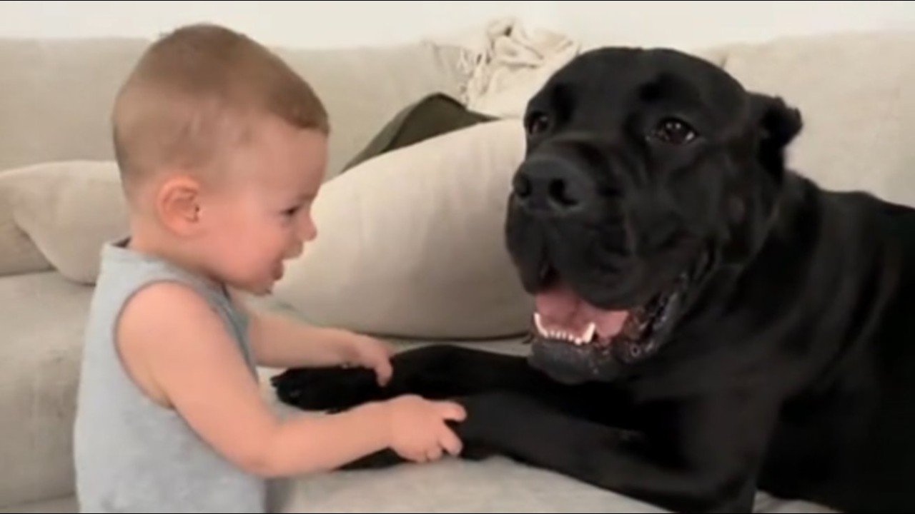 68-Kilo-Cane-Corso denkt, dieses Baby ist sein Welpe – was er nachts um 247 tut, ist UNFASSBAR
