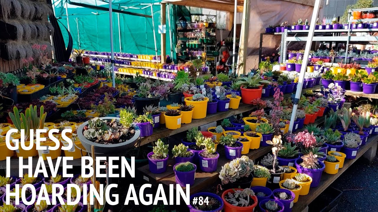 #84 The FASTEST way to propagate succulents (not really)