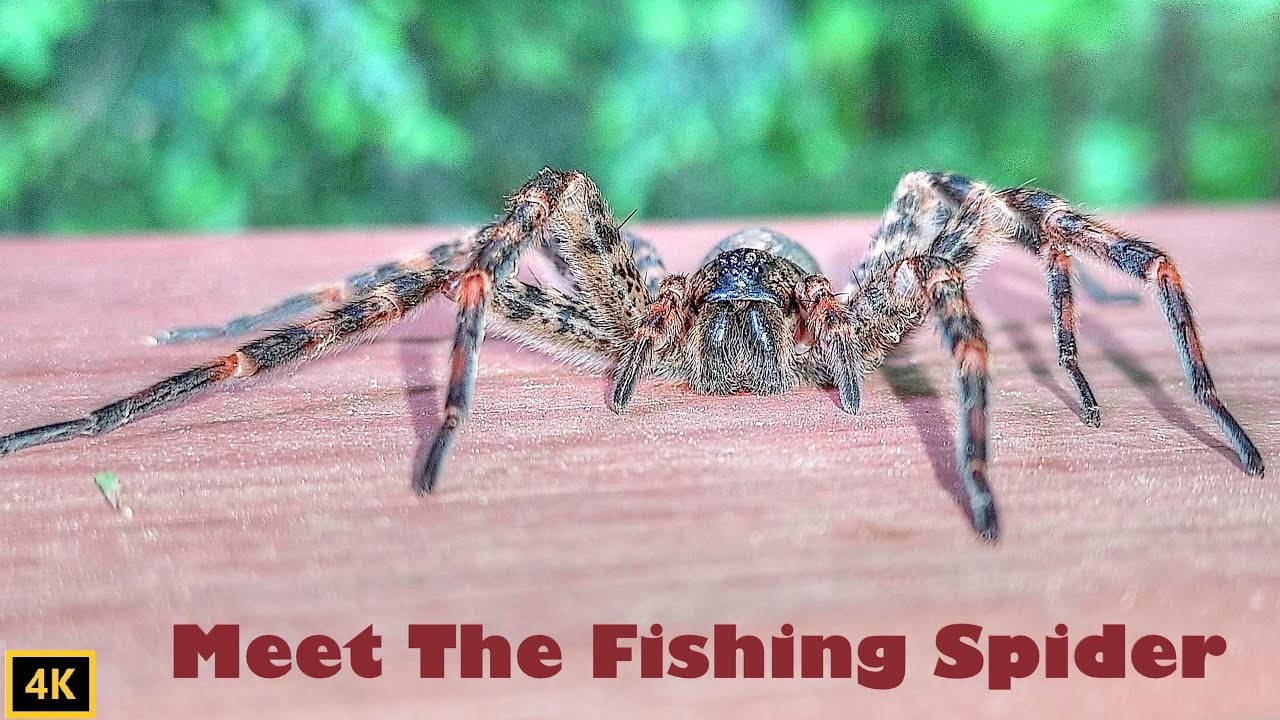 Dark Fishing Spider Facts