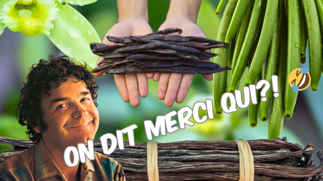 Tout! Tout! Tout! Vous saurez tout sur la VANILLE de THAITI 🌺