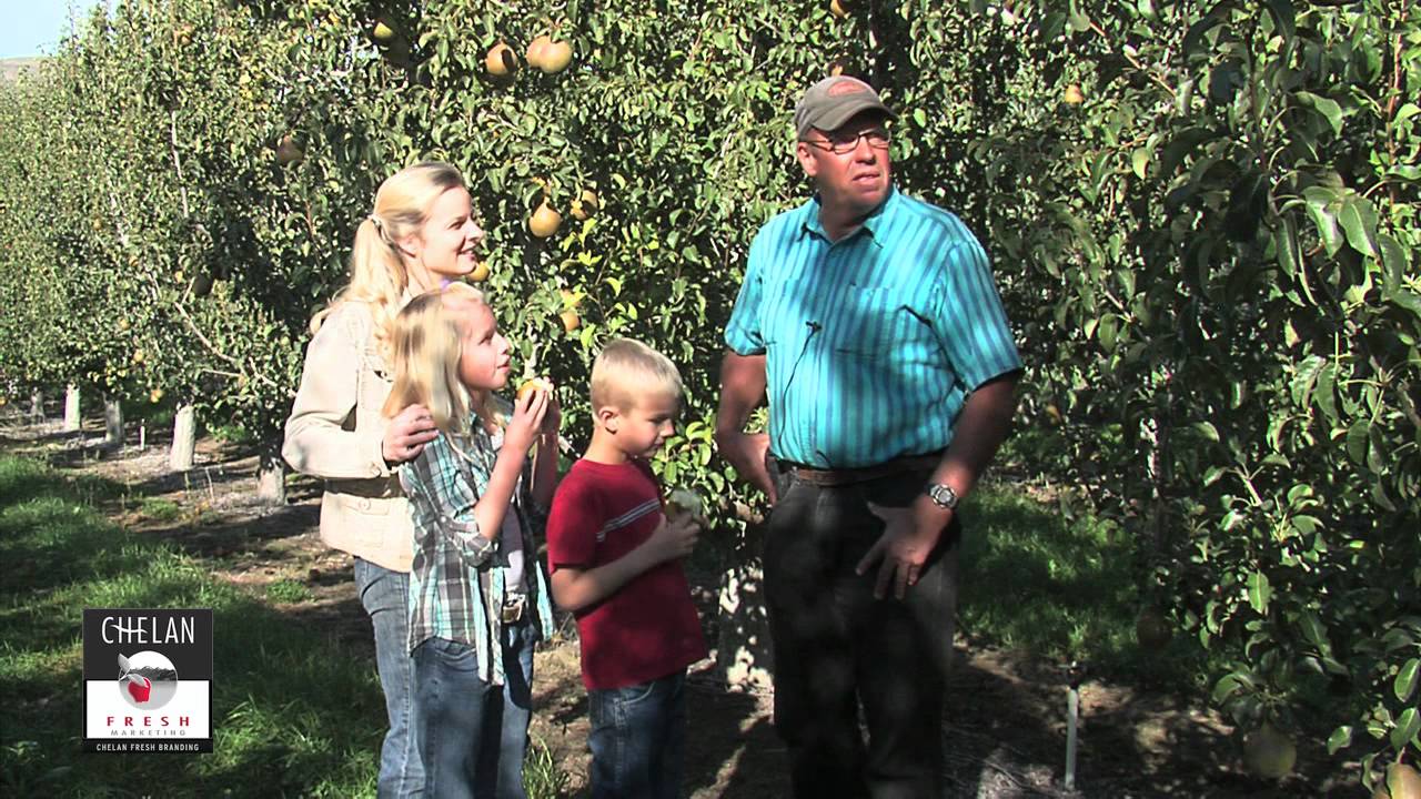 Taylors Gold Pears