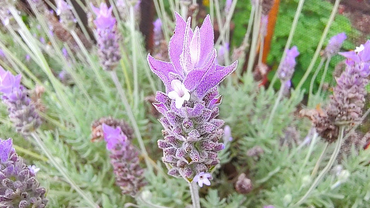 COMO PLANTAR SEMENTES DE LAVANDA.