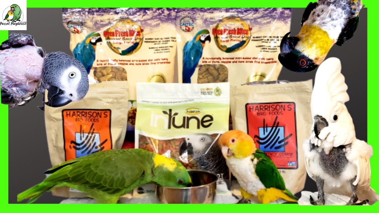 Feeding Your Parrot | Parrot Pellets | Avian Vet Recommended
