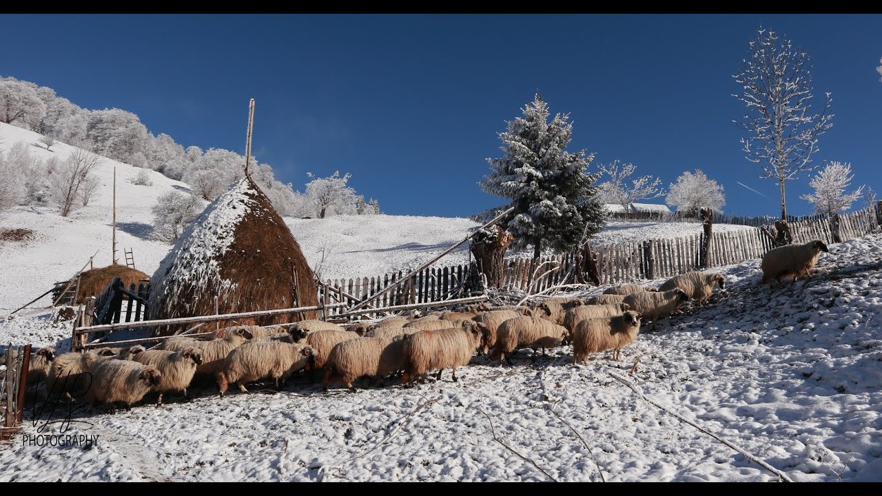 Singuri, in sălbăticia muntilor, am găsit familia Dobre Ion si Anica la  coliba cu turma de mioare!