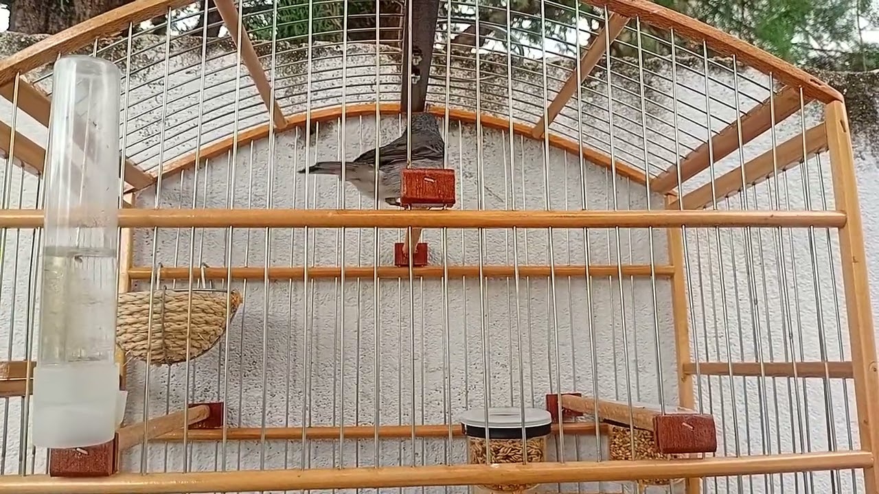 Coleiro grego cantando muito 😱😱#coleira #coleirosolto #coleirodefibra #aves #passarinho