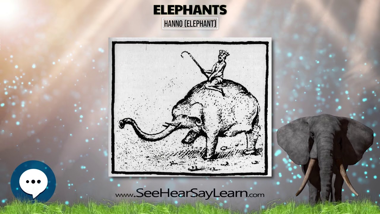 Hanno elephant 🐘🌴🐘 All Things Elephants 🐘🌴🐘
