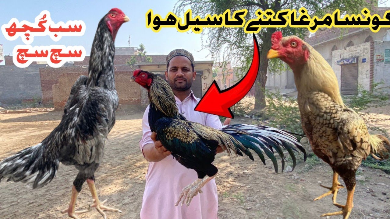 INDIAN PARROT BEAK LONG TAIL ASEEL||PAPER WHITE SHAMO ASEEL MURGH||THAI DRAGON ASEEL|| #whiteshamo 