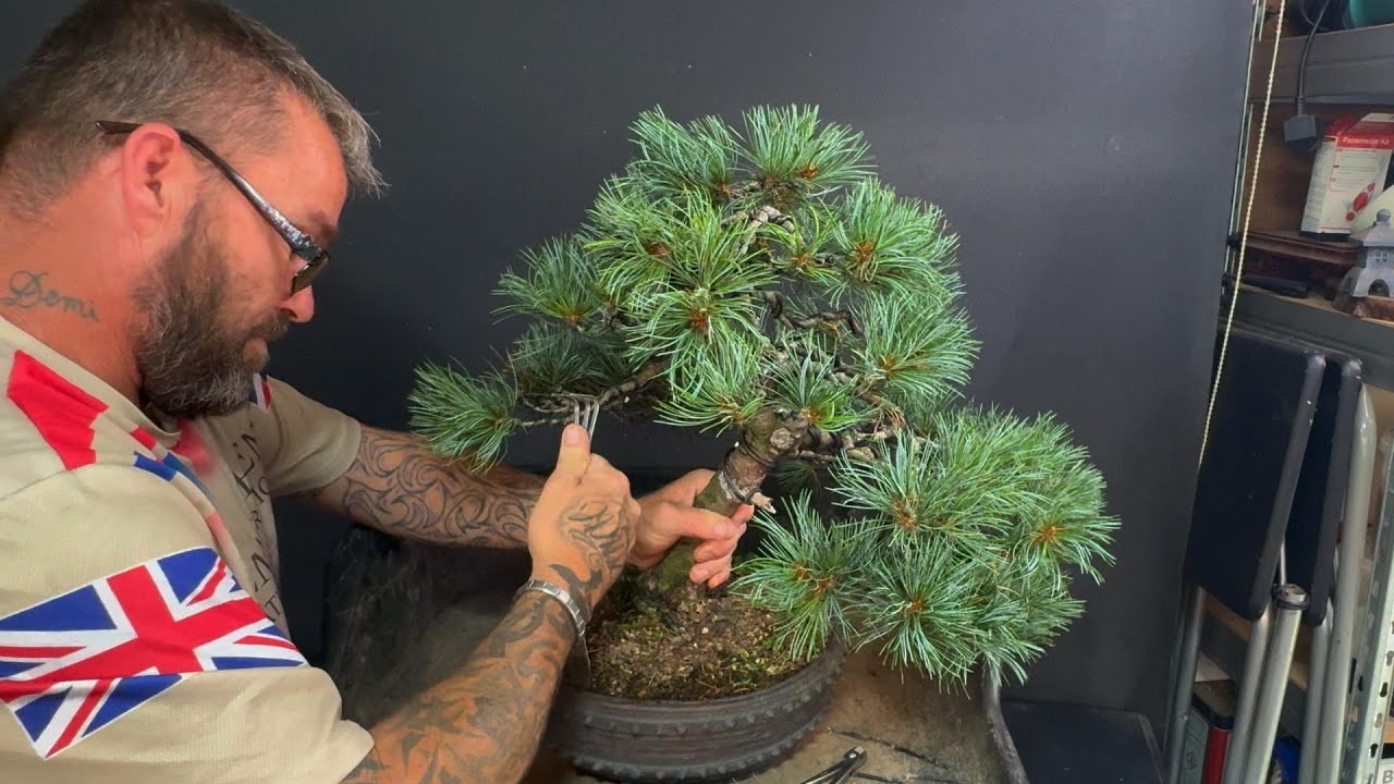 Japanese white pine - Late Summer Repot