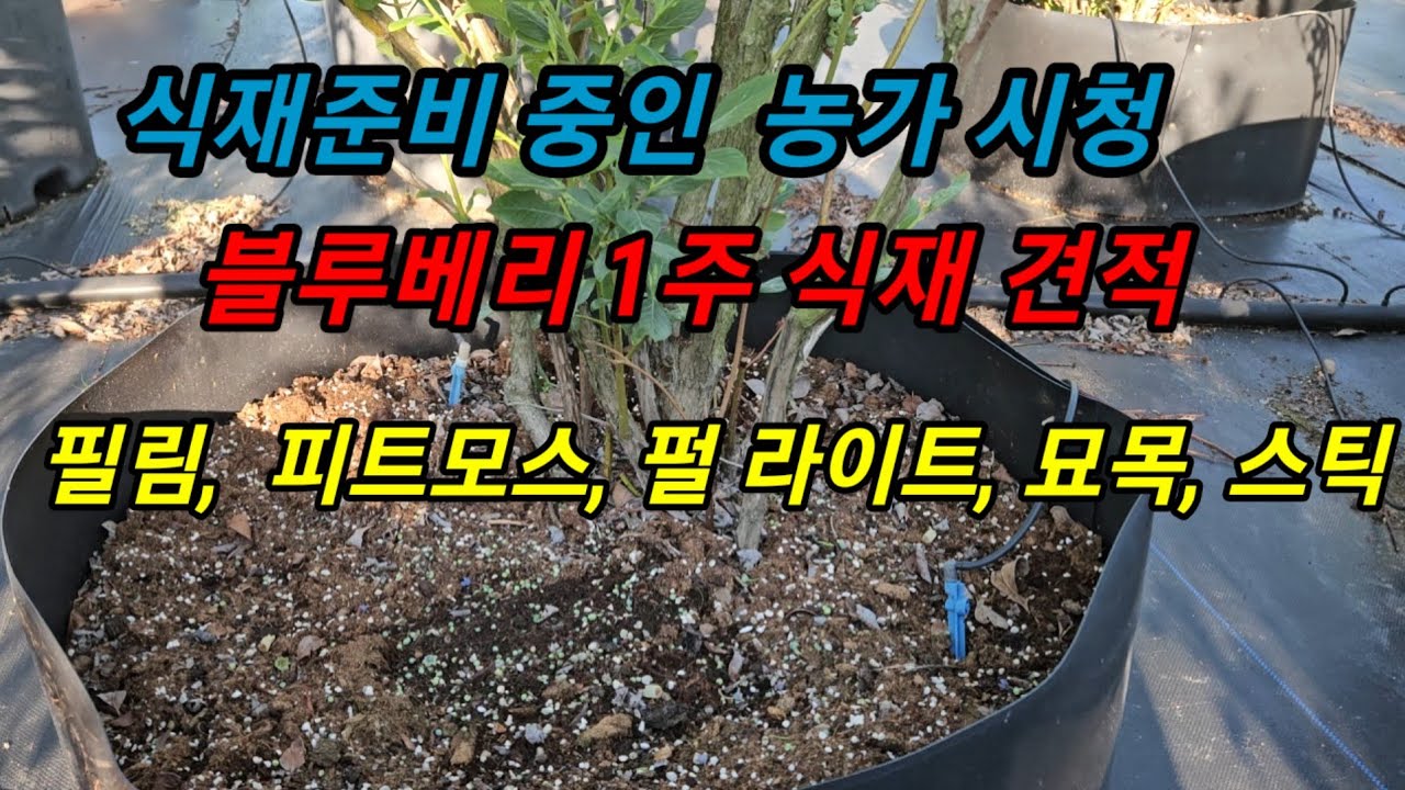 블루베리 필림재배 1주당 식재견적. 가성비 짱. 15년간 검증된 재배방법  #메도우락 전문농원 #메도우락 묘목판매(010 8895  4161)