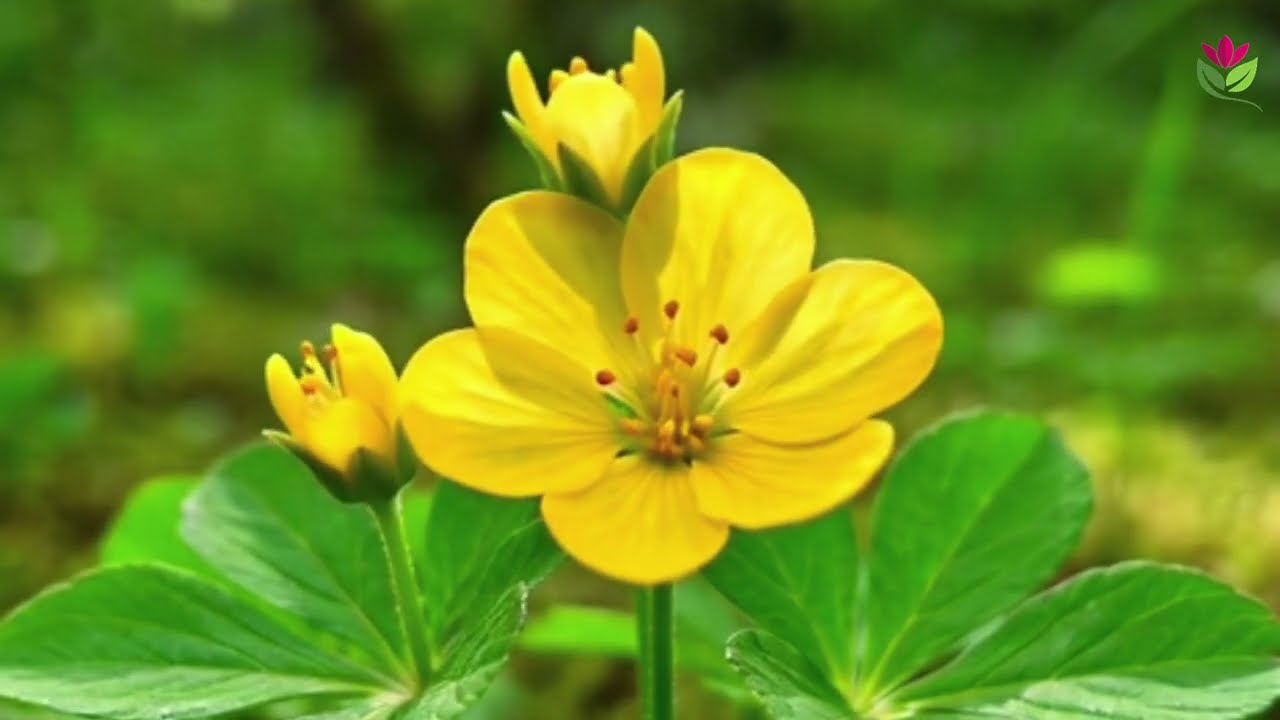 The beauty of the flowers is blooming in the quiet forest with a romantic song.