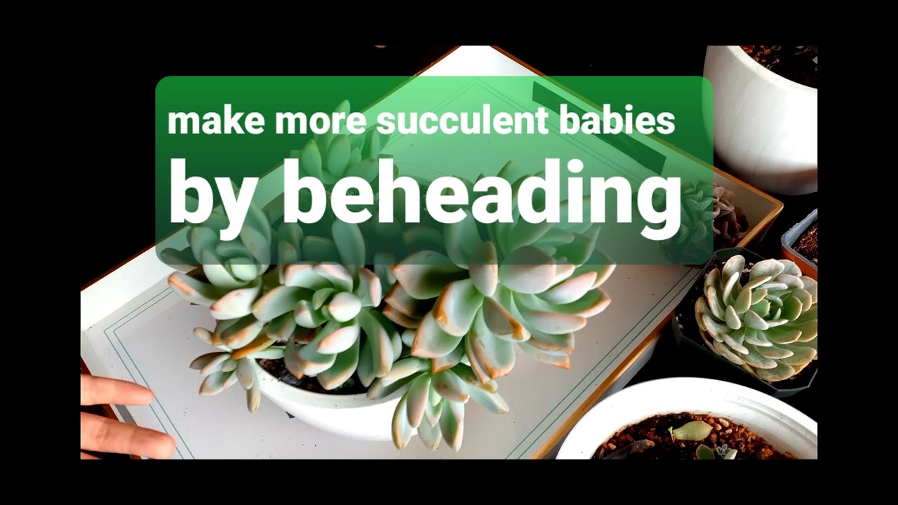 #14 How to propagate succulents  cuttings and BEHEADING