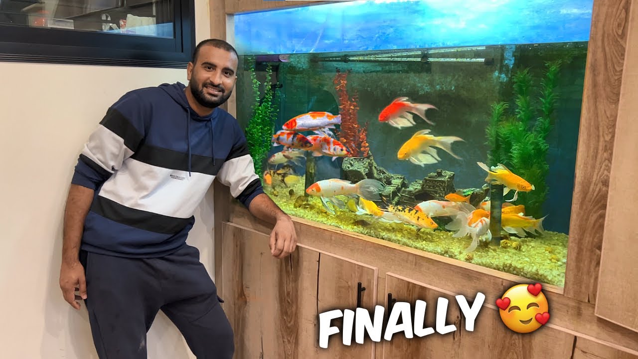 Aquarium Ko Colour Fishes se Bhr Diya😍