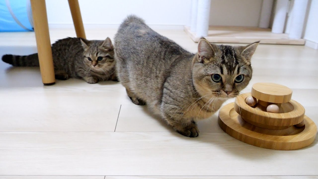 Cat sisters searching for missing toy is adorable