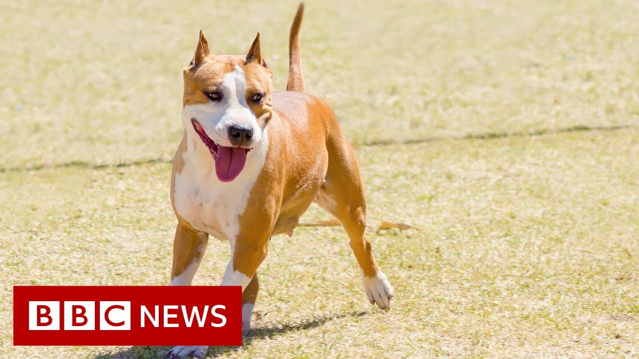 Illegal designer dog breeding - BBC News