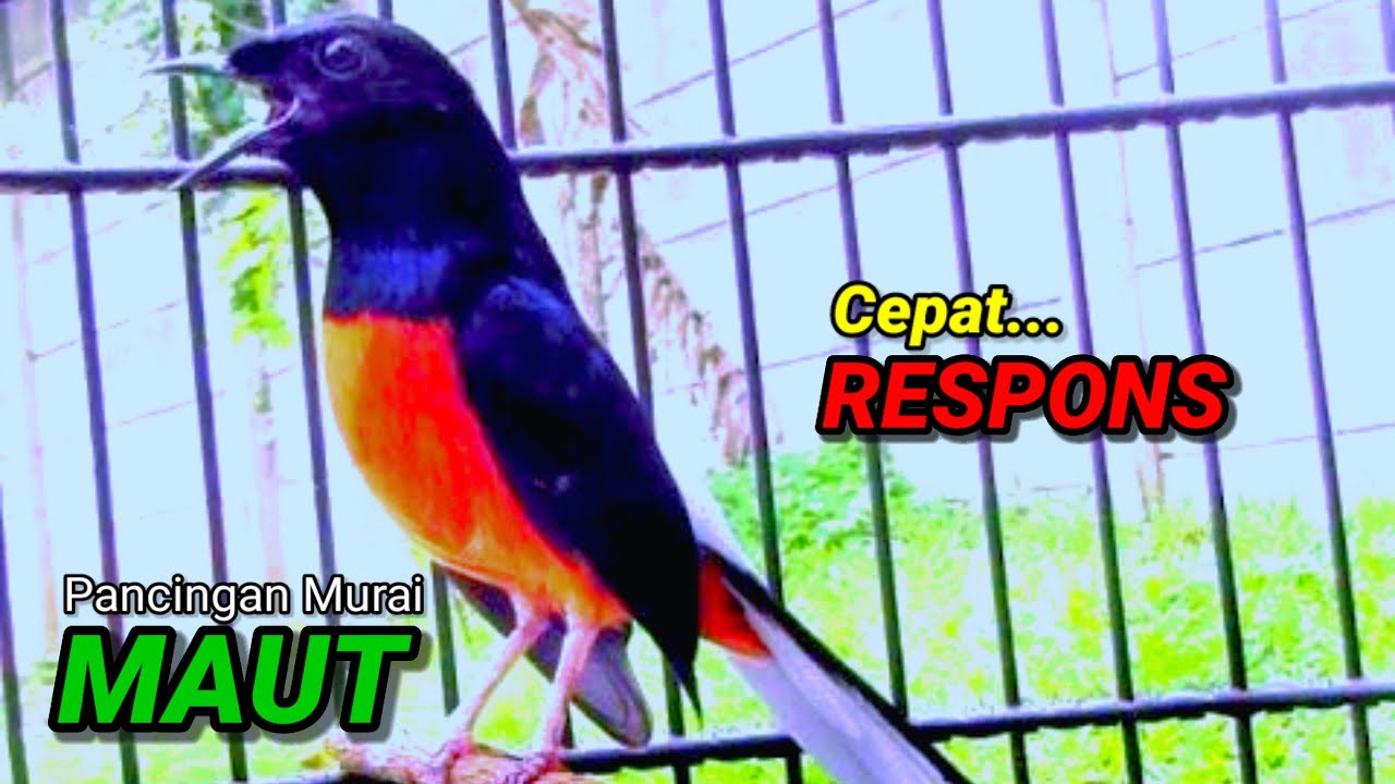 Pancingan murai batu agar emosi cepat gacor bongkar isian