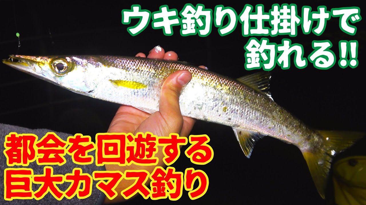大都会みなとみらい前で釣れる激ウマ巨大カマス釣りで現場が騒然…【アーバンバラクーダ】