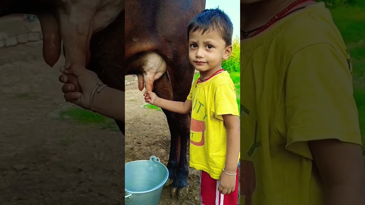 choti choti gaiya #kidsvideo #cow #tractor