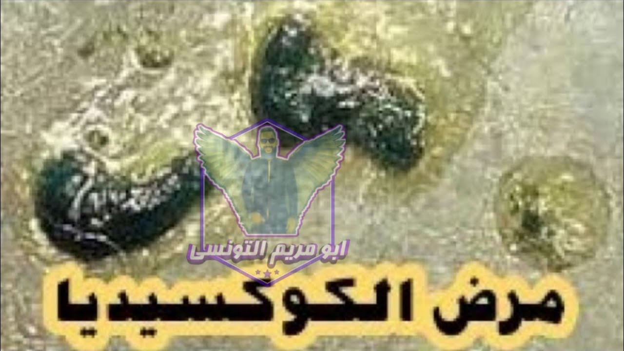 احذر مرض الكوكسيديا من اخطر امراض الحمام والدواجن