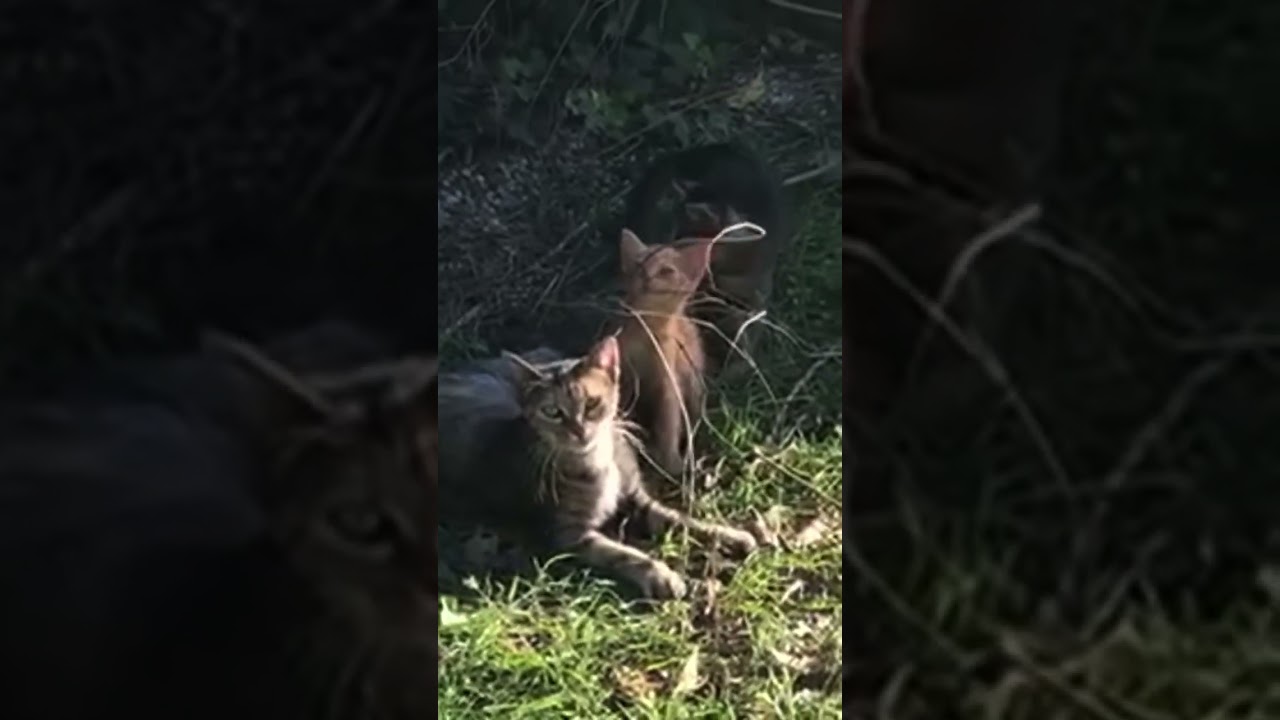 Gattini con la mamma 