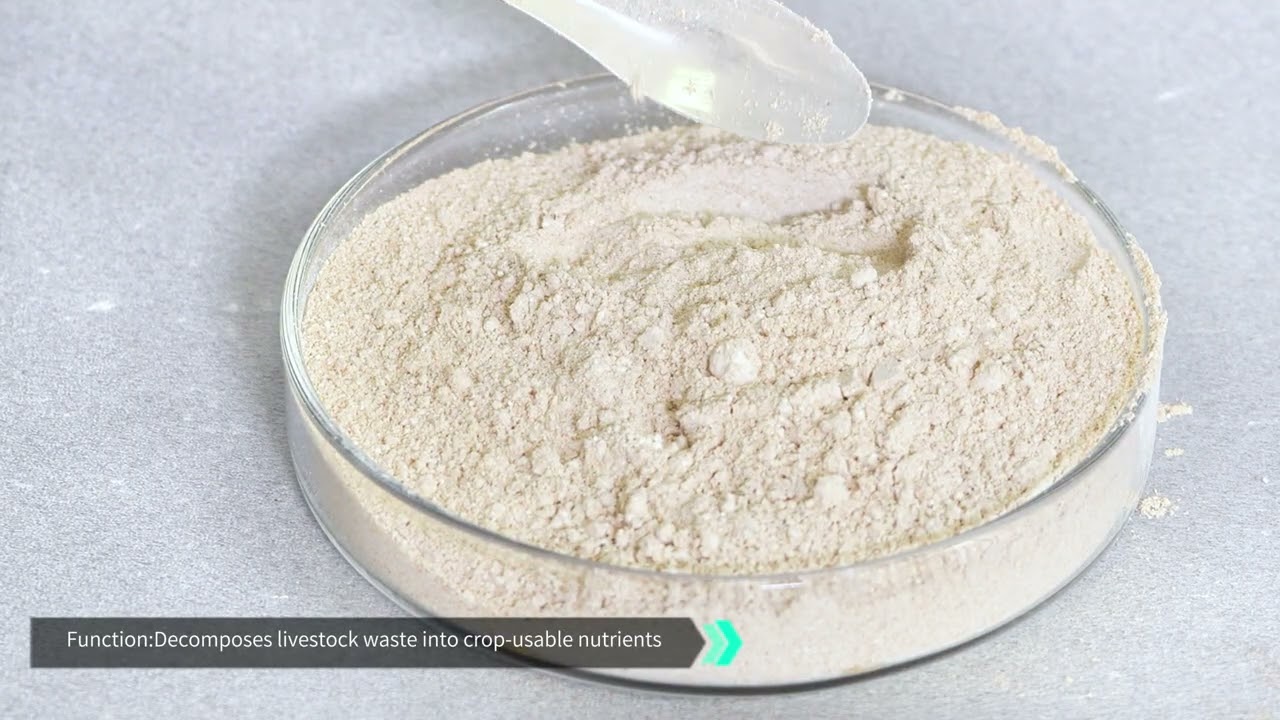 Compound Microbial Agent For Manure And Straw Decomposition