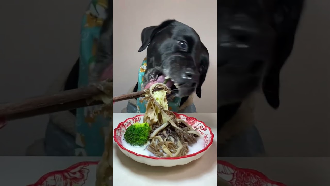Hona mange son repas du soir #chien #animaux #bruitdebouche #asmr