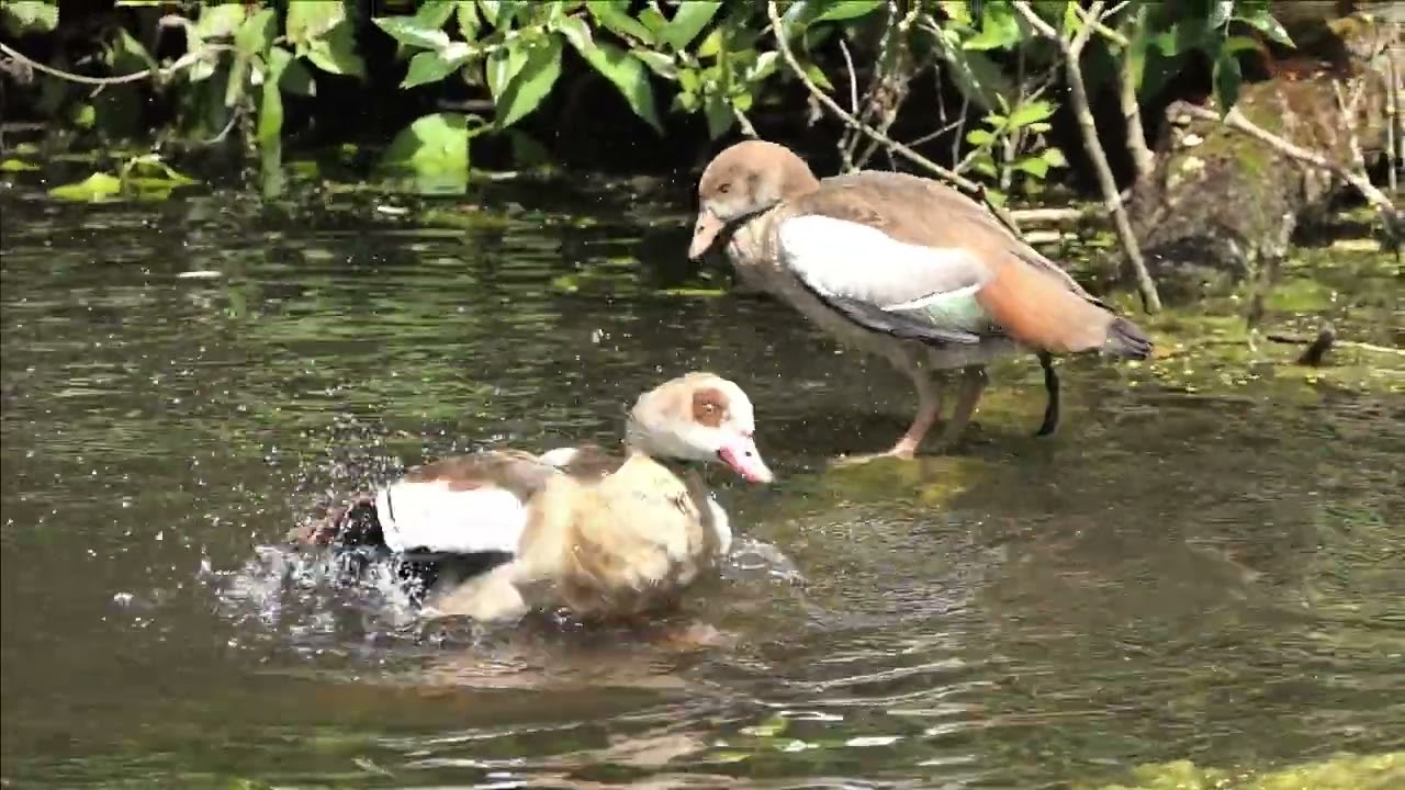 Bruxelles, tra parchi e natura (il parco Tournay-Solvay)
