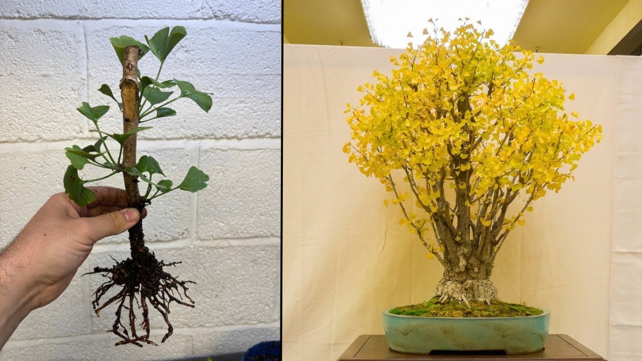 Ginkgos from Cuttings | July 2025