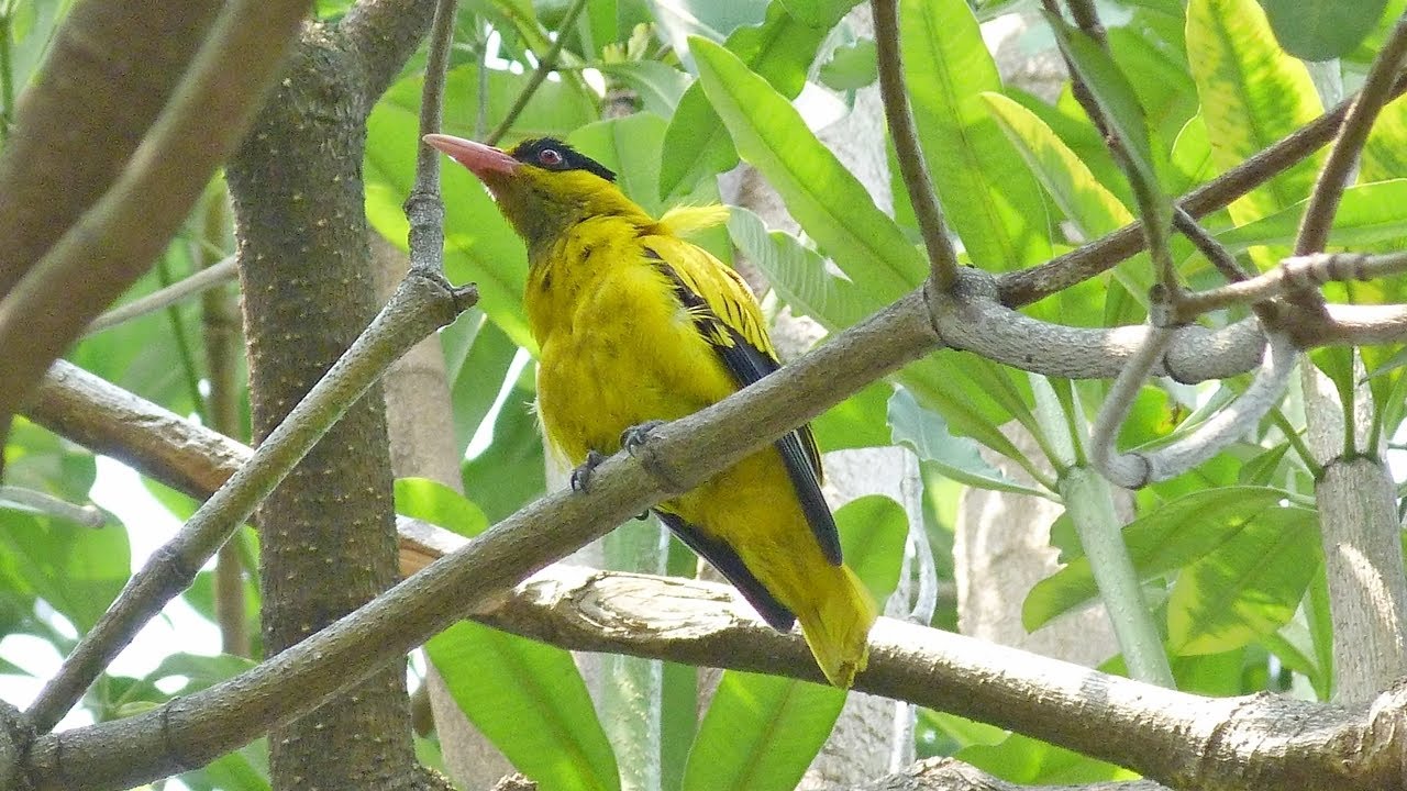 萬慶公園黃鸝鳥叫聲欣賞