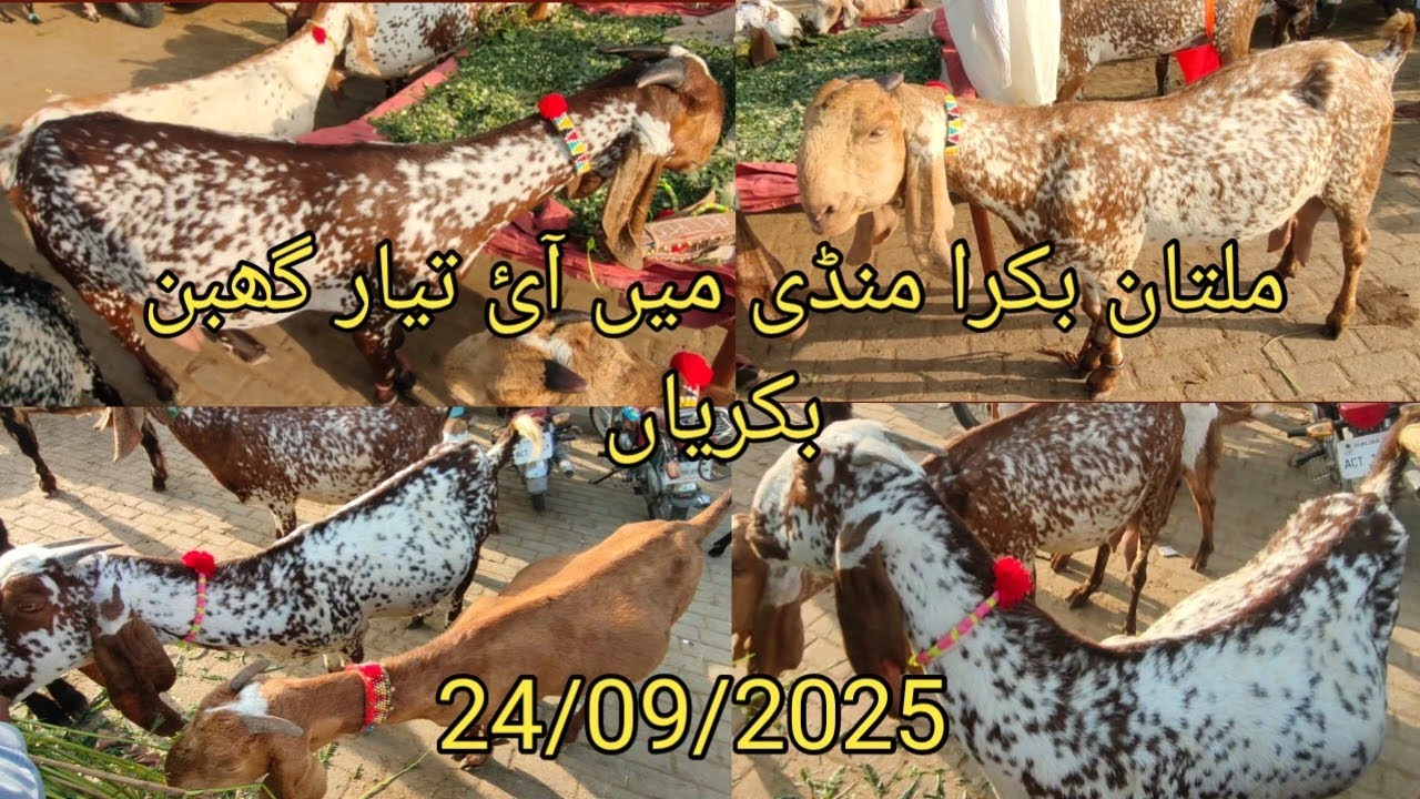 Multan Bakra mandi tayyar ghabban bakriyan/ 24/09/2025 , ملتان بکرا منڈی میں تیار گھبن بکریاں 