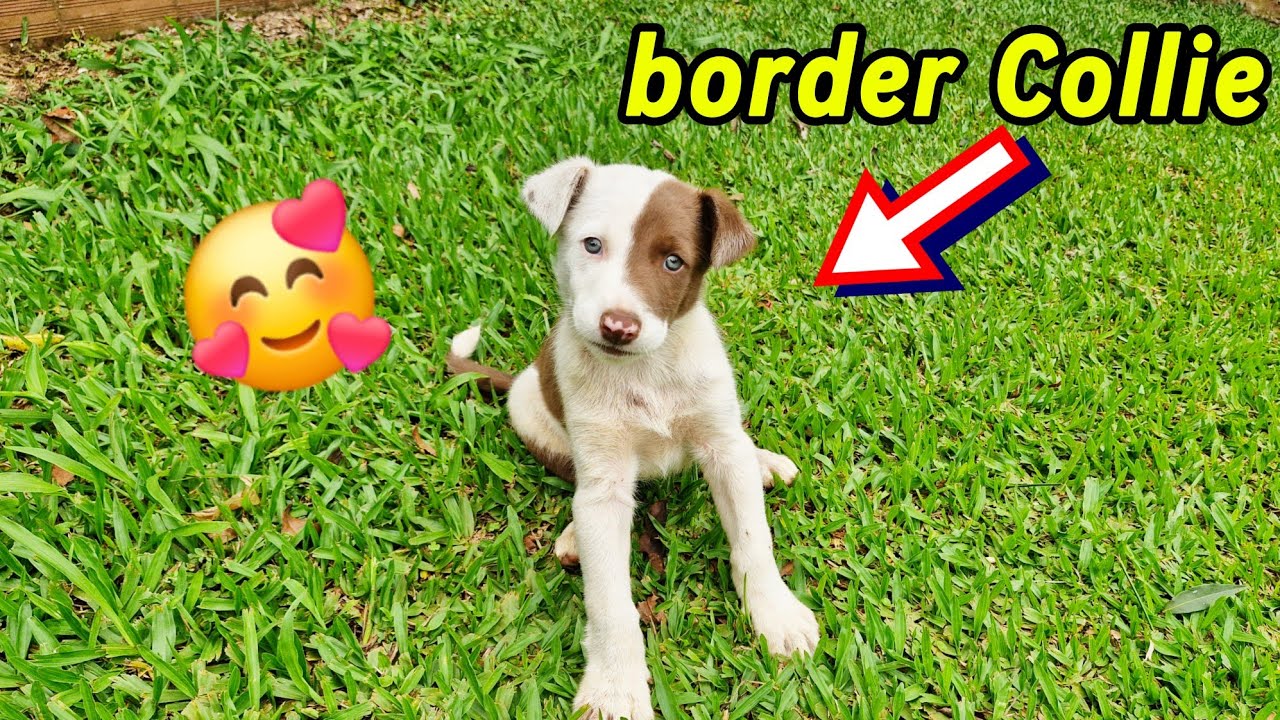 Nova aquisição 🐶❤️ border Collie do olho azul 
