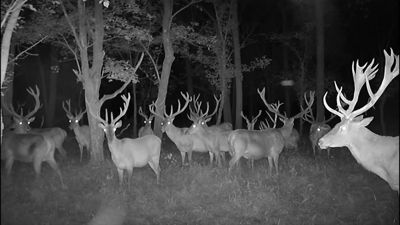 Gemenci szarvasbikák júliusban. Amazing red stags from Gemenc forest.