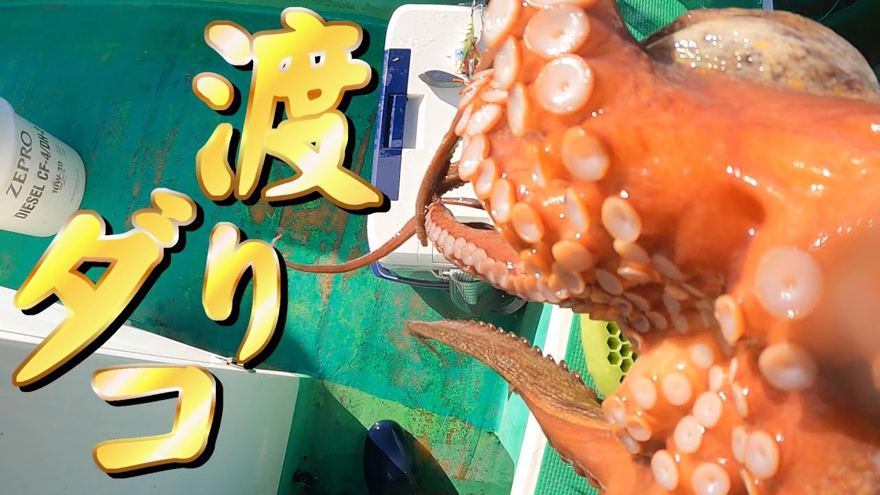 渡りダコ【 重さ 4.2㎏ 】真冬の大型狙い！