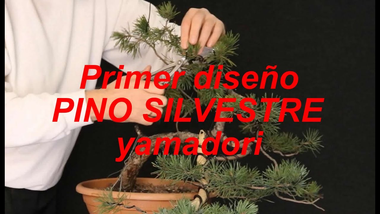 Primer diseño PINO SILVESTRE yamadori