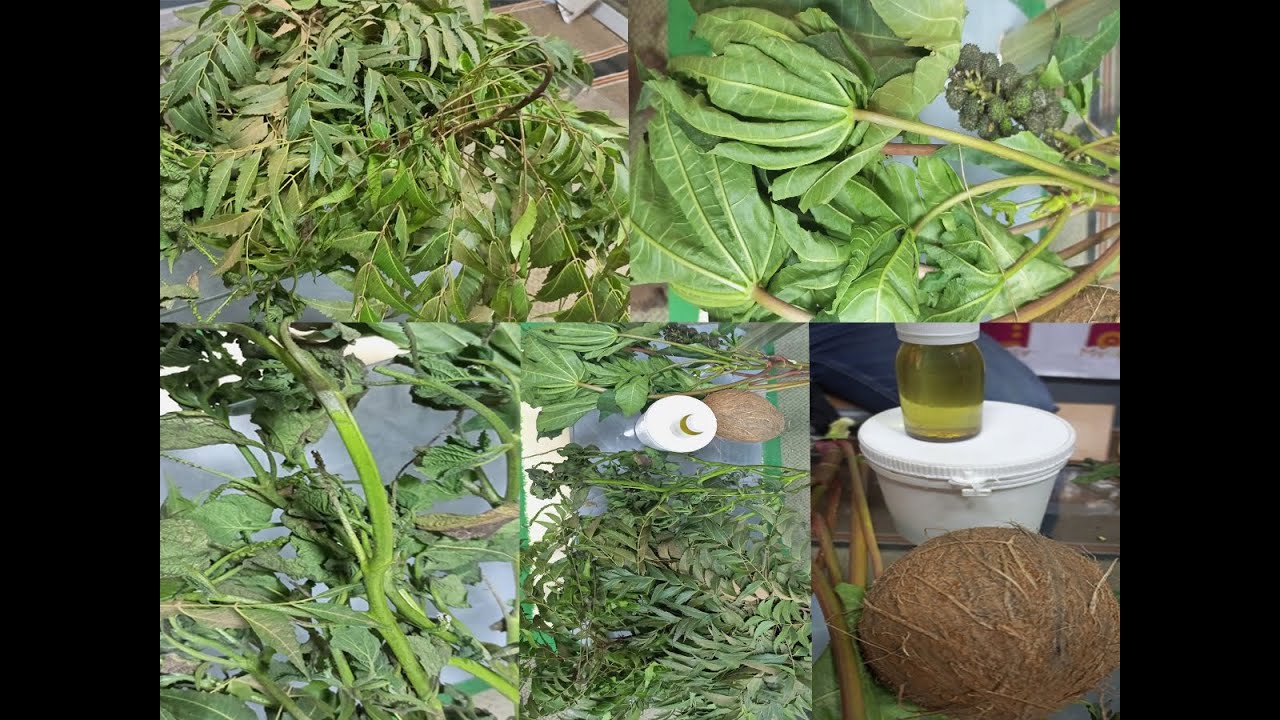 Nim tree, Adedekroma, Susumasa and Coconut to stop evil