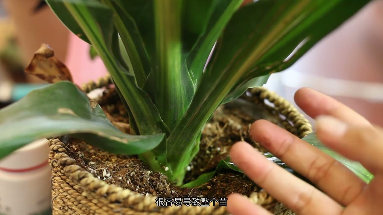 巴西木怎么养？园艺师教你，这可能是全网最全面的教程了