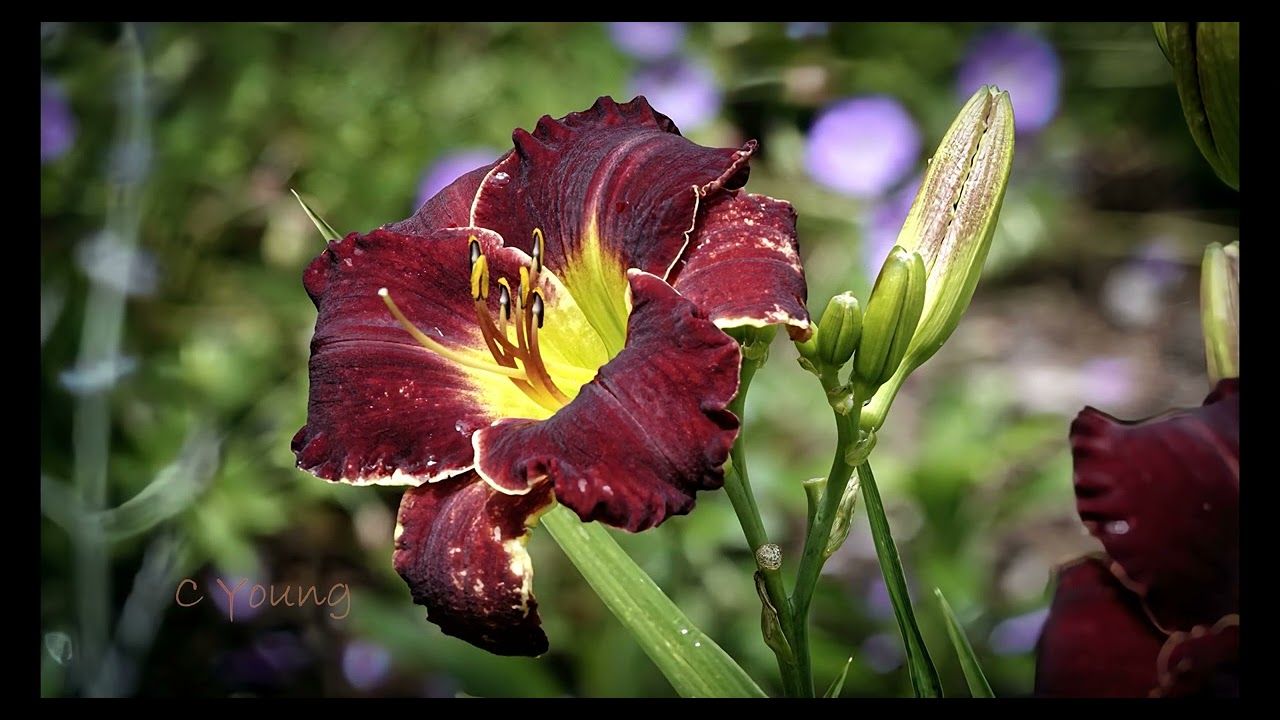 Soothing florals and landscapes