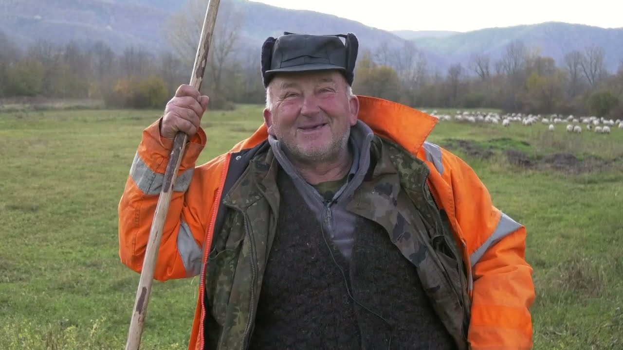 - IMA MEDVJEDA I ŠAKALA, ALI NE NAPADAJU, OSTOJA U VEČIĆIMA SA OVCAMA,