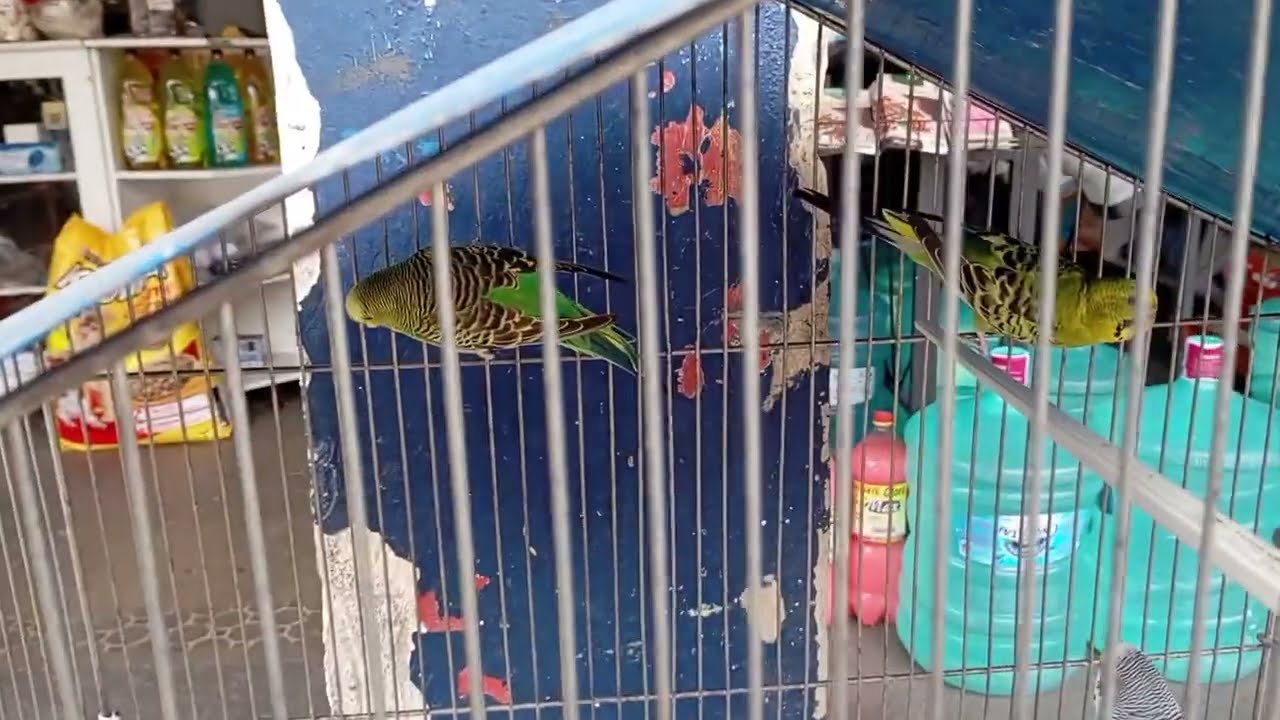 Comprando periquito australiano na casa de ração 
