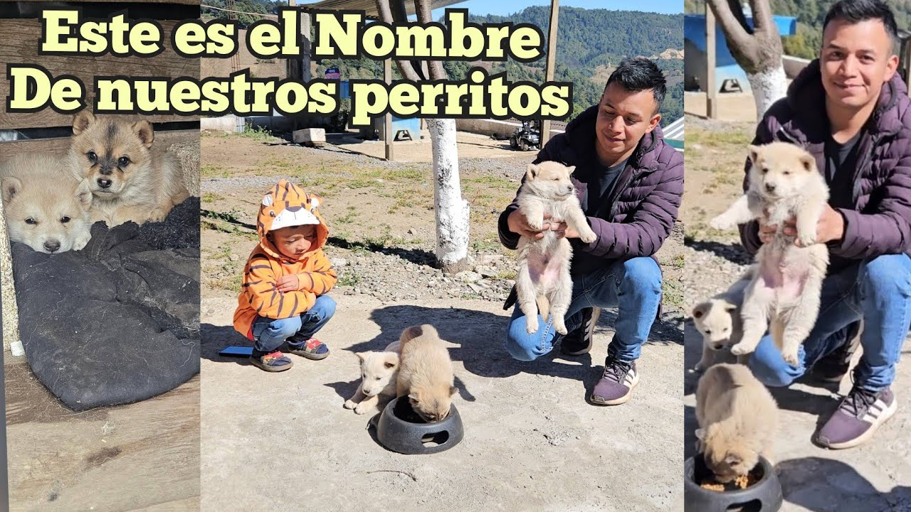 Le Llevaremos Un Perrito Ami Suegra Doña DORIS😱Así Los Cuidamos y alimentamos con Dylan