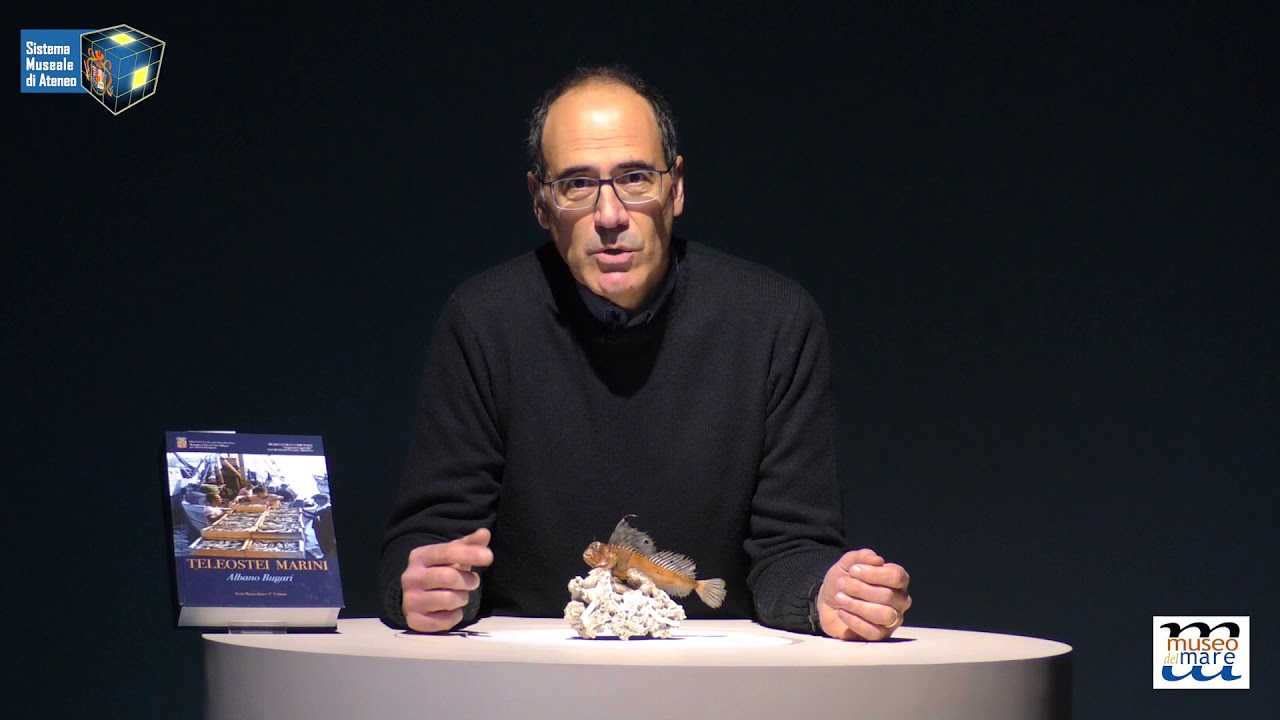 I TESORI DEL MARE 9 - La Bavosa Occhiuta