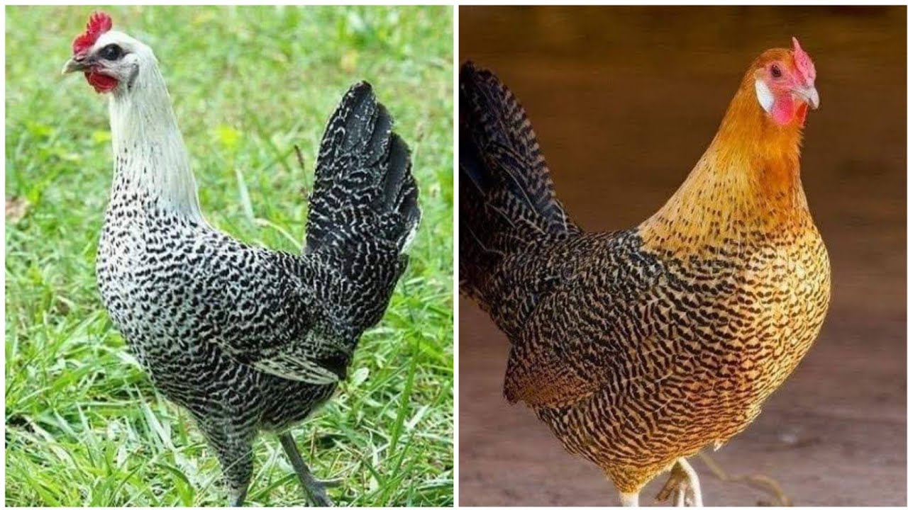 اسوأ انواع الدجاج في التربية هو الدجاج الفيومي هذا رأيي🐓🙄
