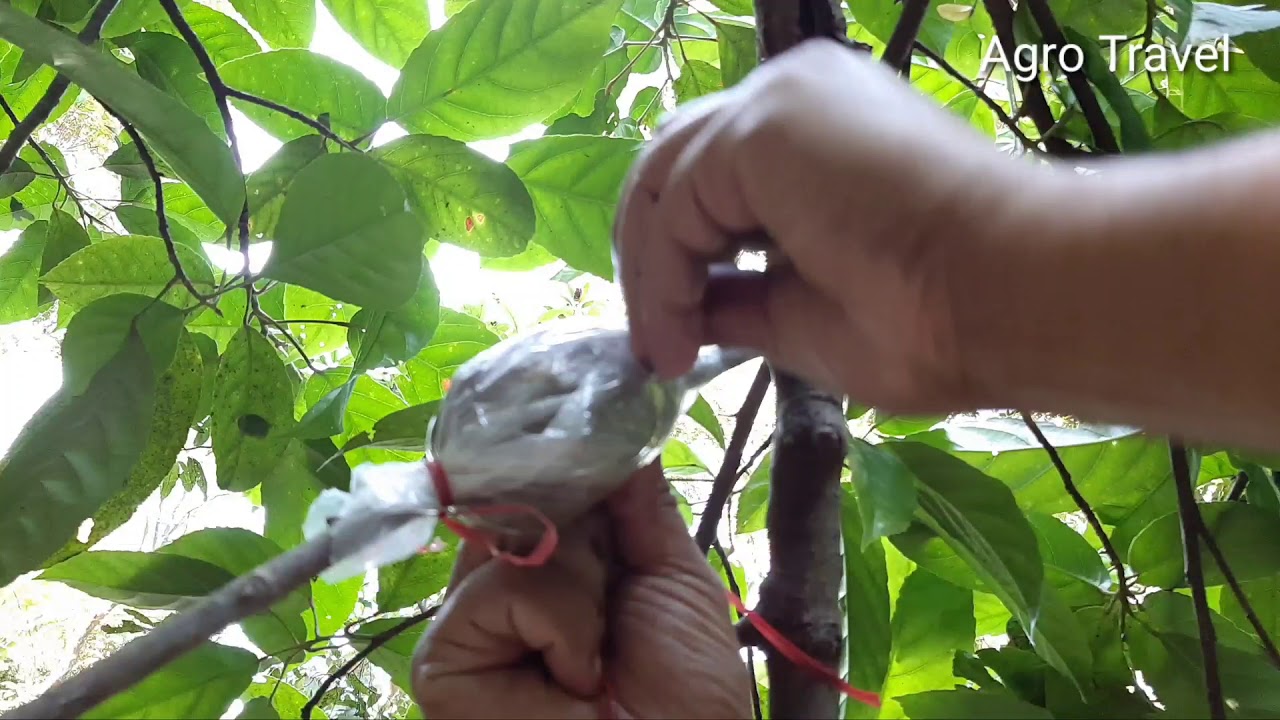 জলপাই গাছের গুটি কলম | Olive grafting techniques | How to Olive grafting By Agri Travel