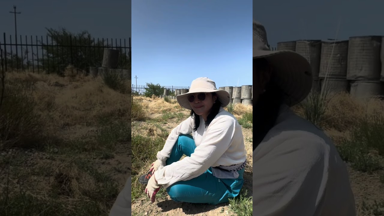 474. Өмнөговь аймаг ГурванТэс суман дахь тариалалт ( түүвэр бичлэг)