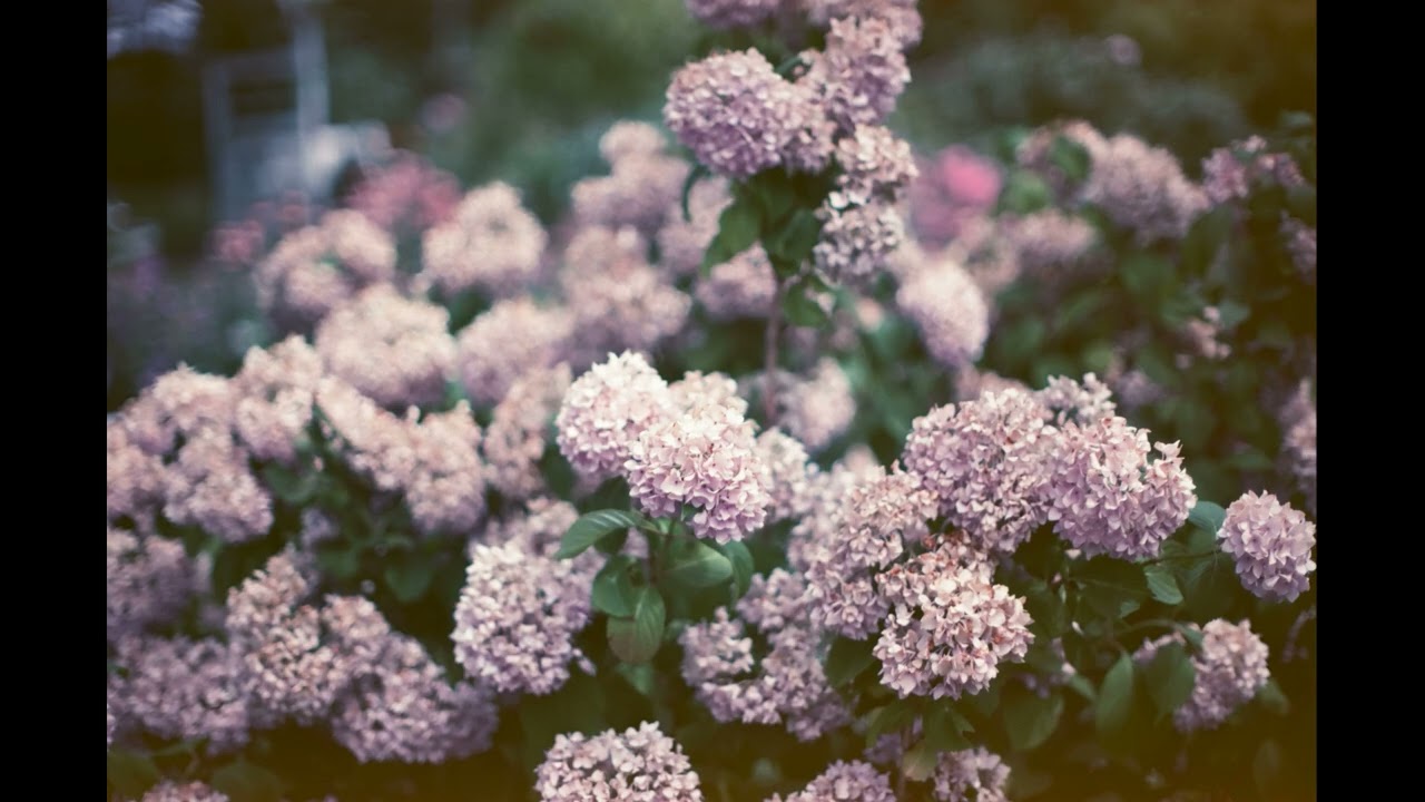 Film Photography Project FPP SUN ASA/ISO 1 film test. 18 July 2024